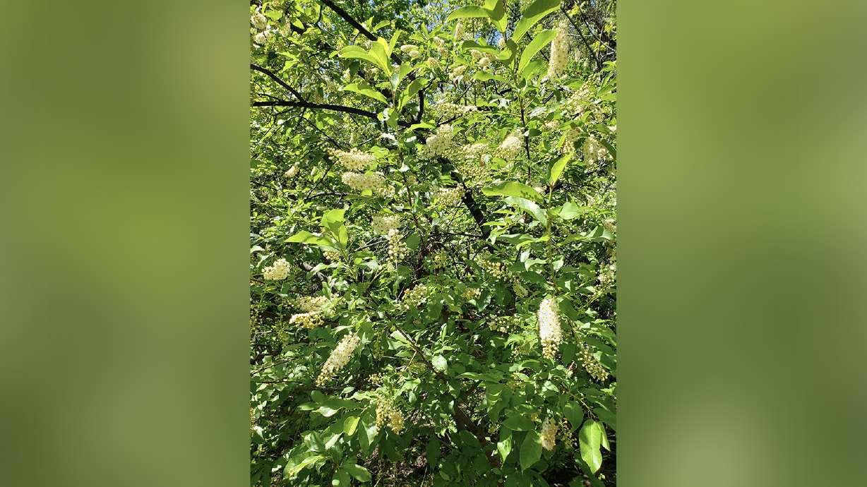 Chokecherry blossoms add to spring hikes