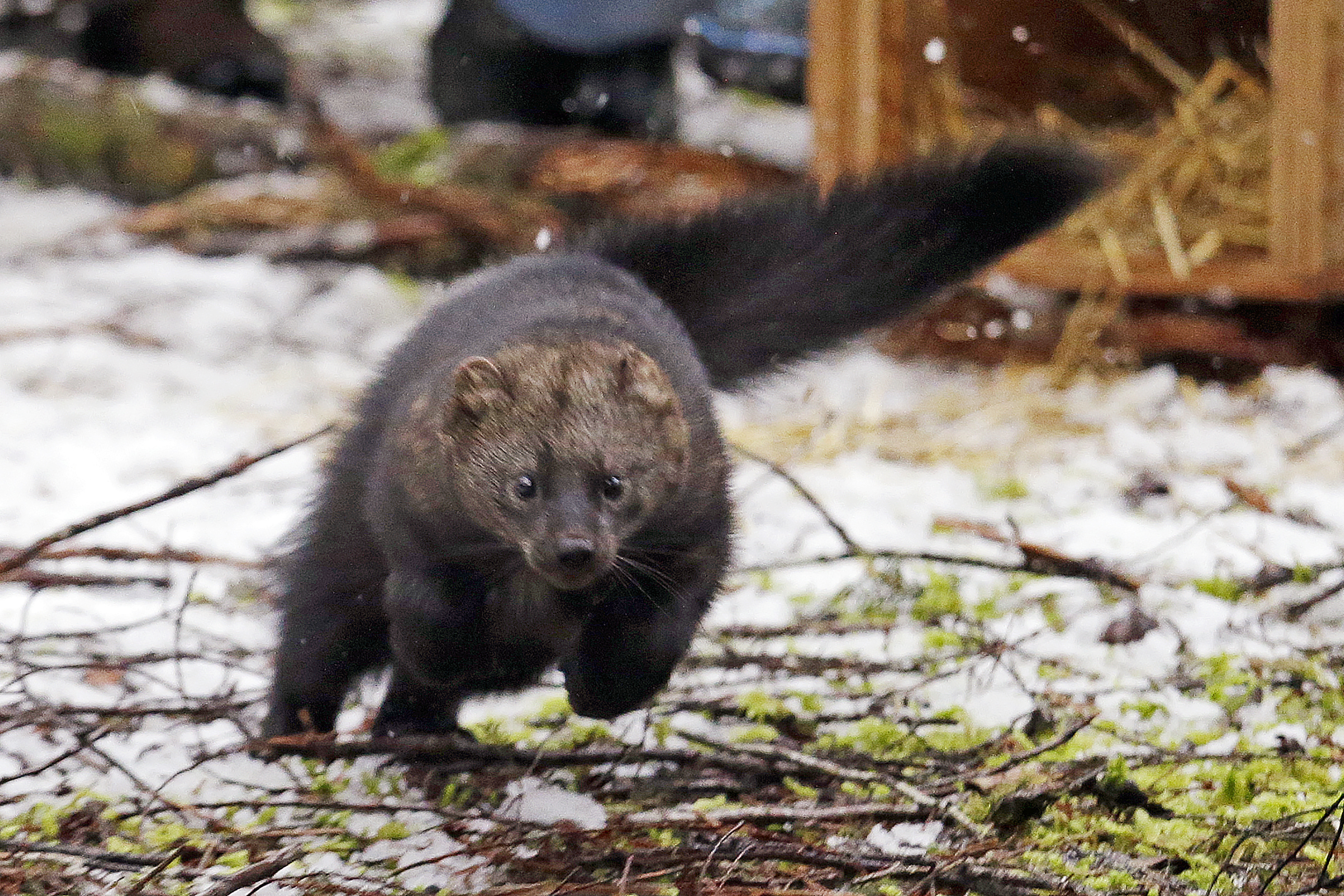 US: Weasel-like mammal endangered in southern Sierra Nevada