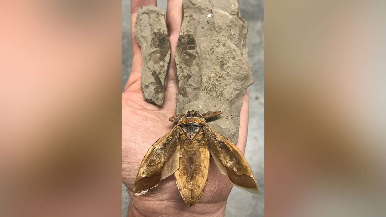 151 million-year-old prehistoric insect discovered in Utah, researchers say