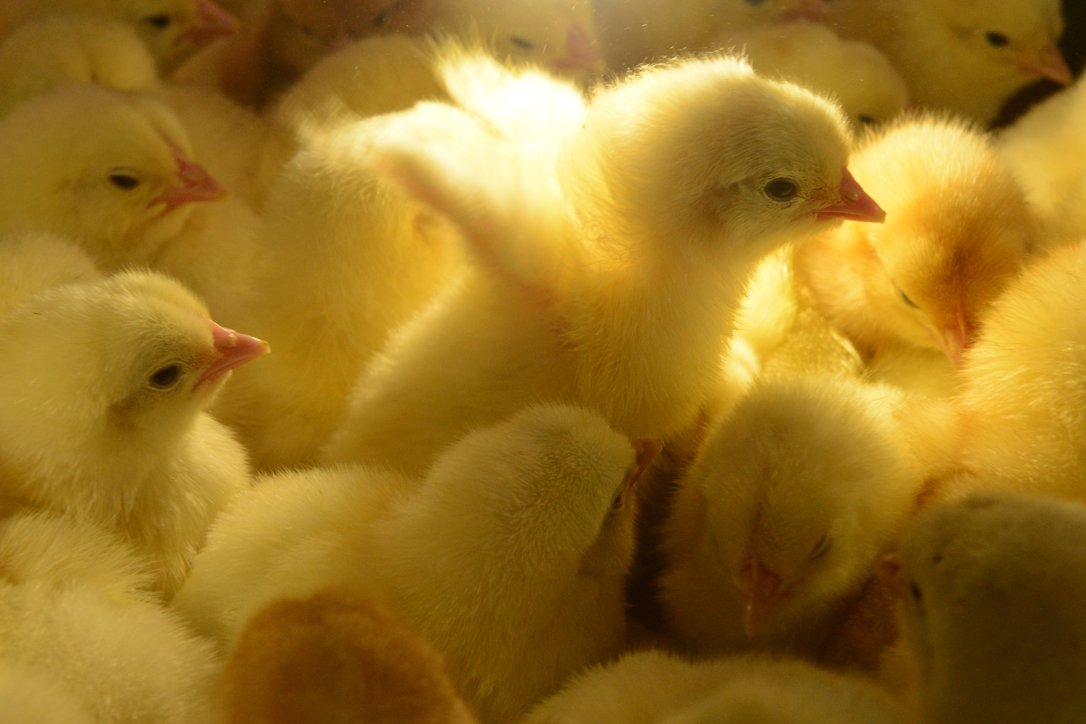 CDC: Stop kissing or snuggling your poultry. Salmonella outbreak in 28 states including Utah