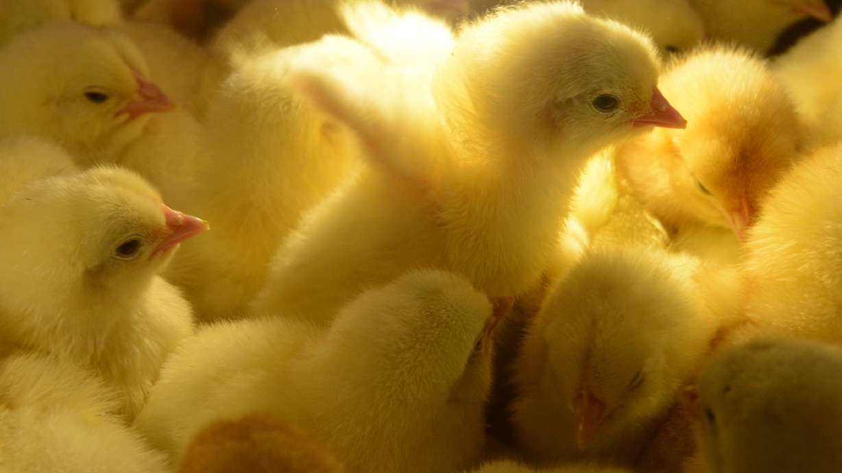 CDC: Stop kissing or snuggling your poultry. Salmonella outbreak in 28 states including Utah