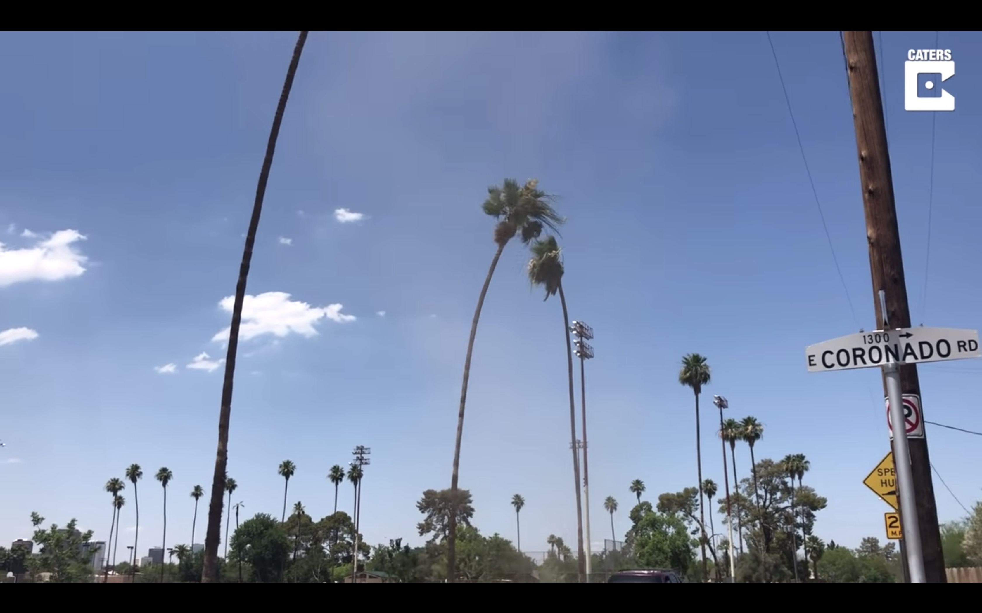 Have You Seen This? Dust devil singles out palm tree for a party