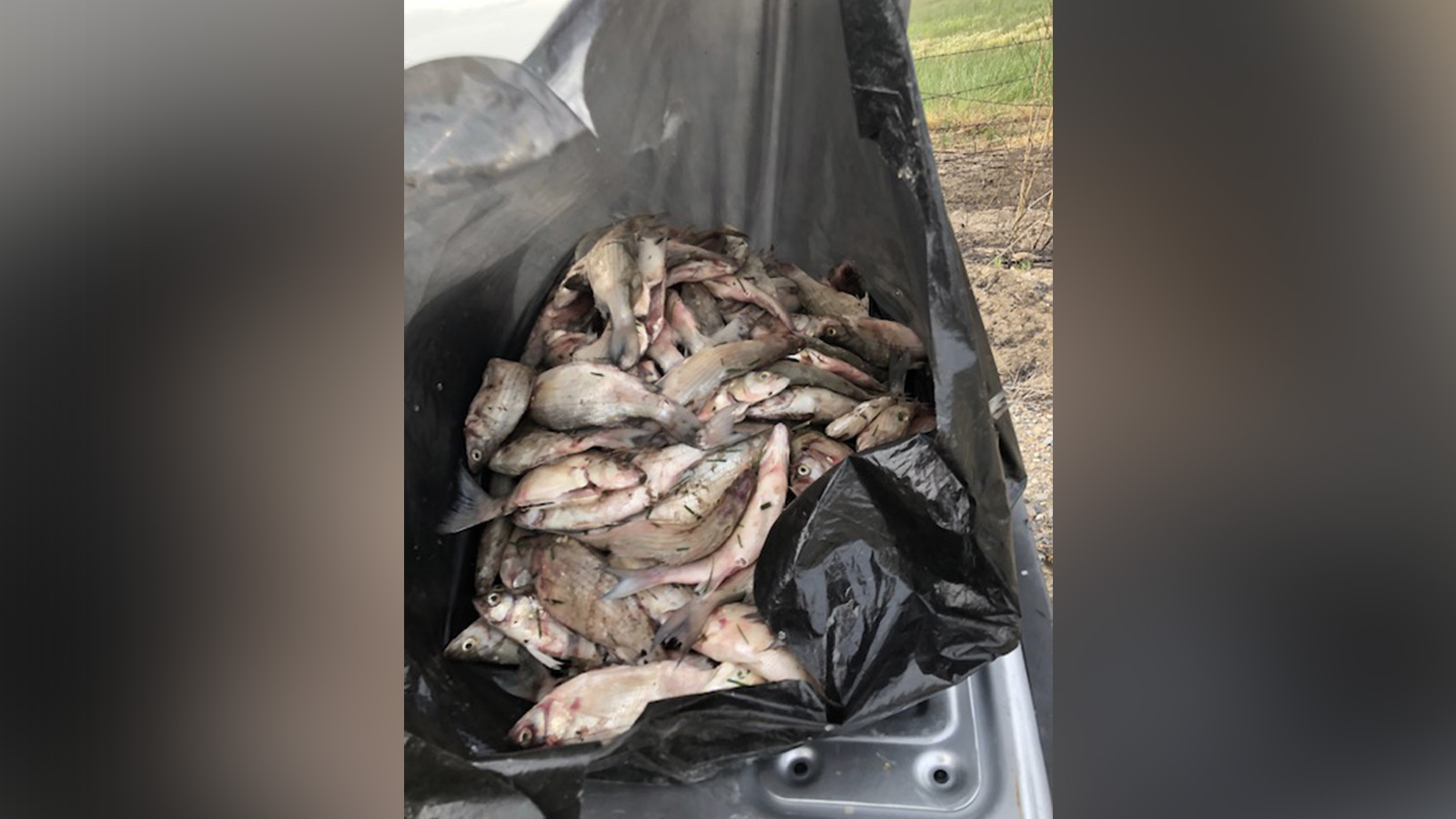 ‘I’ve never seen this many fish wasted’: DWR seeks public help in case of 260 illegally dumped bass