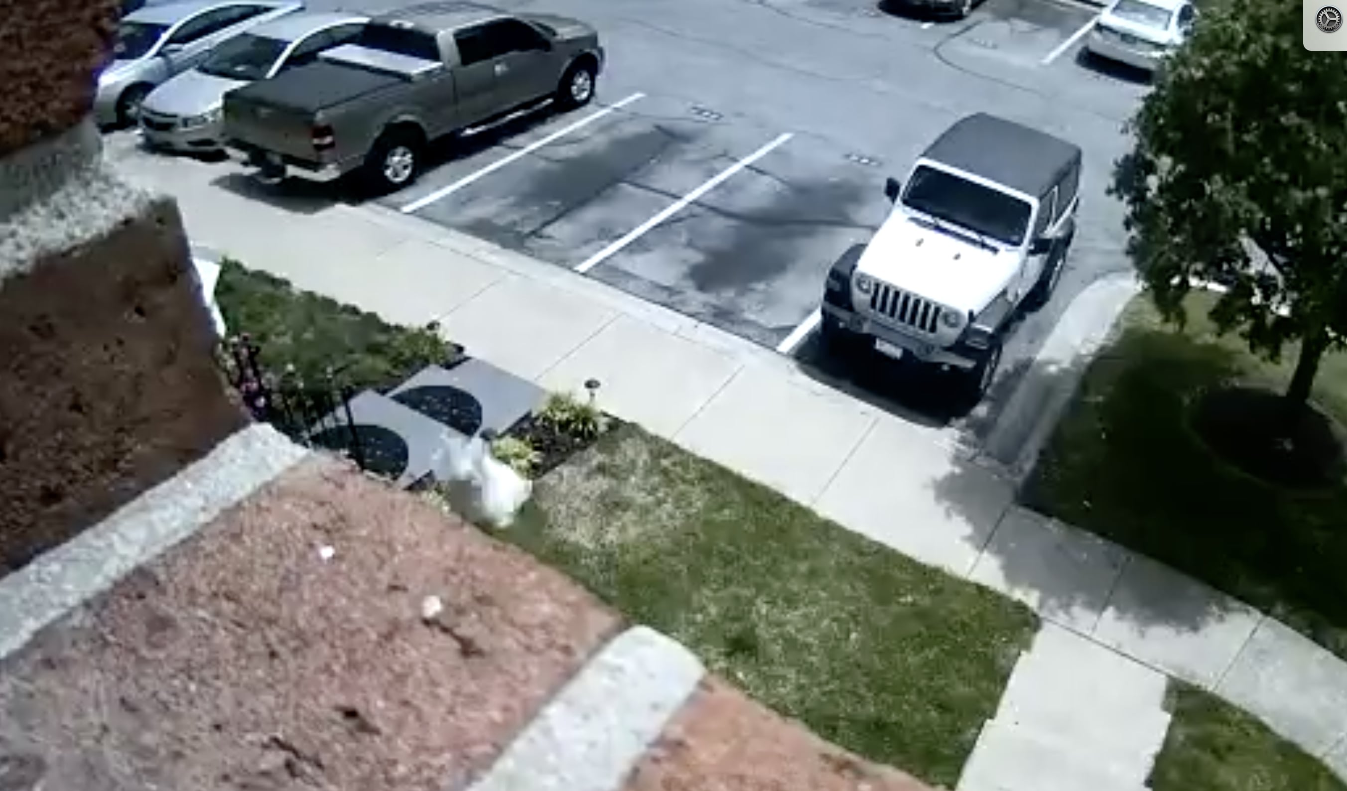 Have You Seen This? Tiny dog decides to jump out of second story window