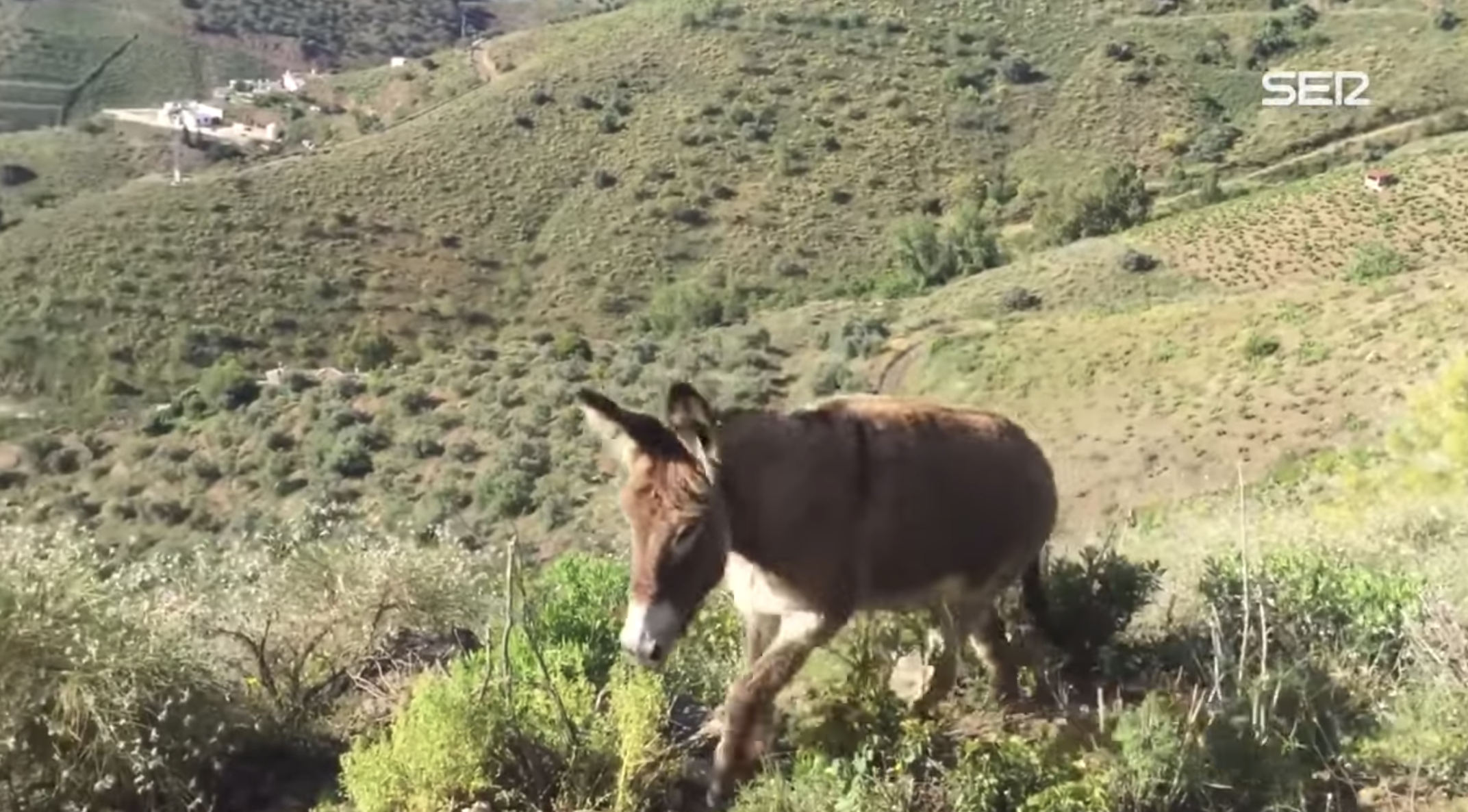 Have You Seen This? Man’s sweet, emotional reunion with his burro after quarantine