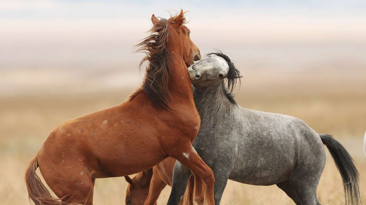 As wild horse populations skyrocket in West, advocates blast plan to remove 12K animals
