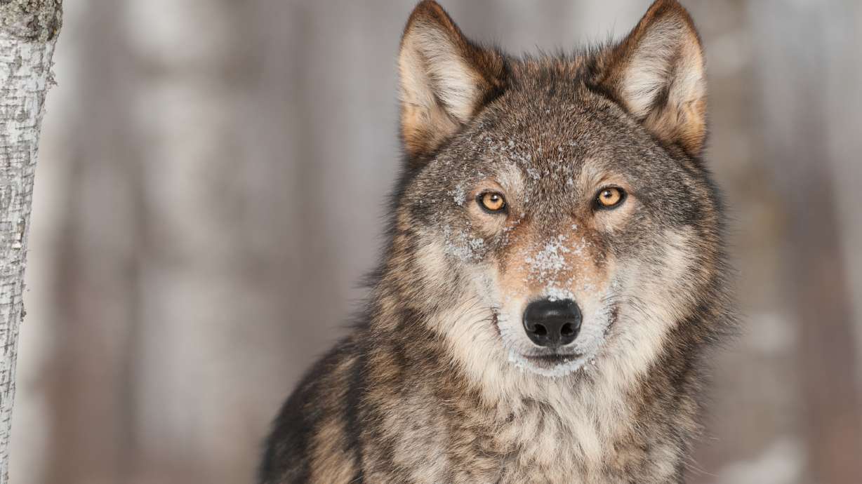 Wolf killed livestock animal in Rich County, Utah agriculture officials say
