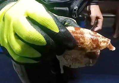 A scuba diver holds a live specimen of Conus geographus collected during a night dive. Scientists used insulin extracted from this snail's venom to produce a hybrid form of fast-acting insulin that could work in humans. Photo credit: Adam Blundell