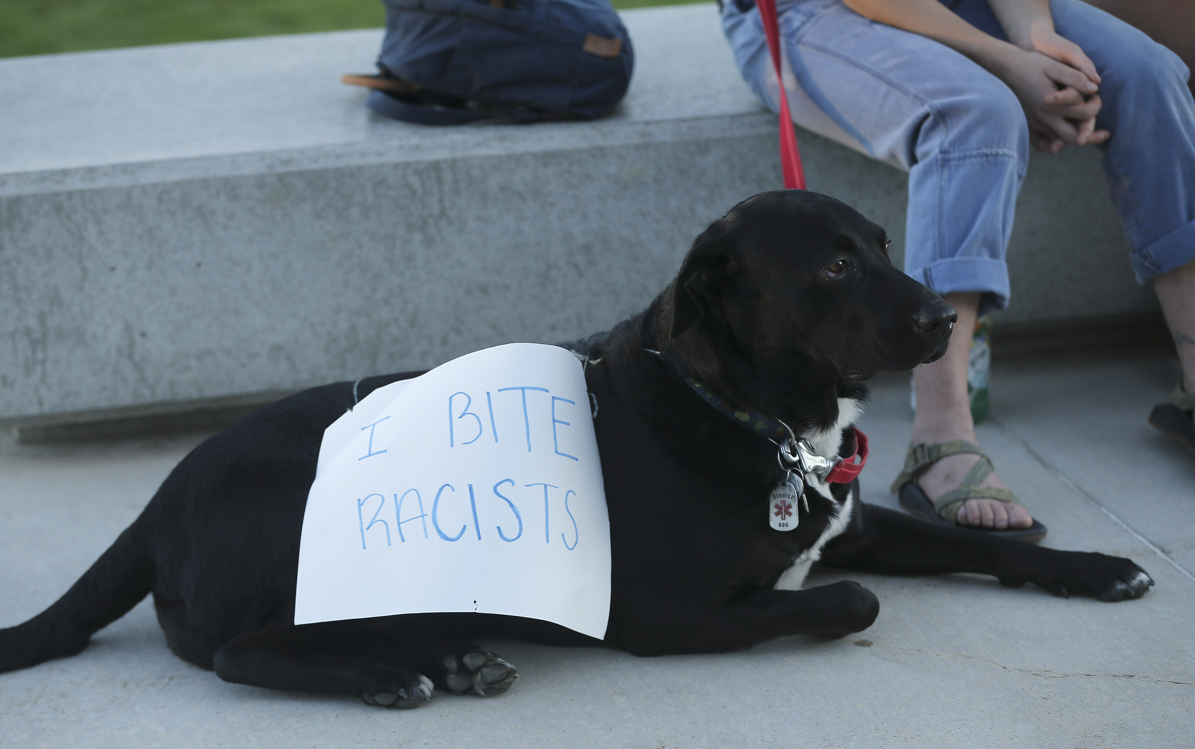 A dog wears a sign as skateboarders protest at the Utah State Capitol during an event called Skate for Solidarity in Salt Lake City on Thursday, June 11, 2020. The protesters joined others across the nation to decry racism and police brutality after the death of George Floyd, a black man who died while being taken into custody by police in Minneapolis. (Jeffrey D. Allred, KSL)