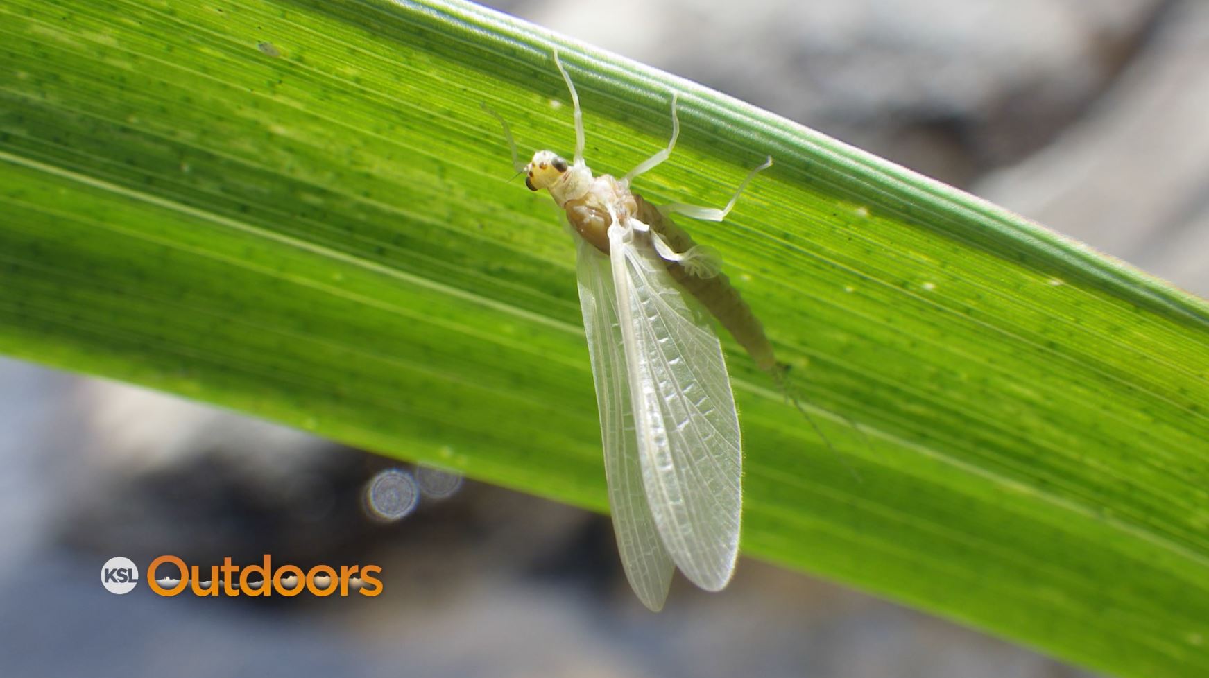 Fish Tech Fishing Tip: Pale Morning Dun