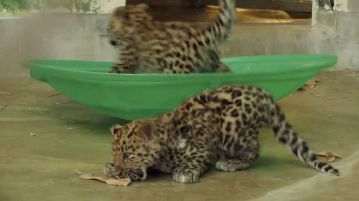 You can help Hogle Zoo name its newest babies: endangered leopard cubs