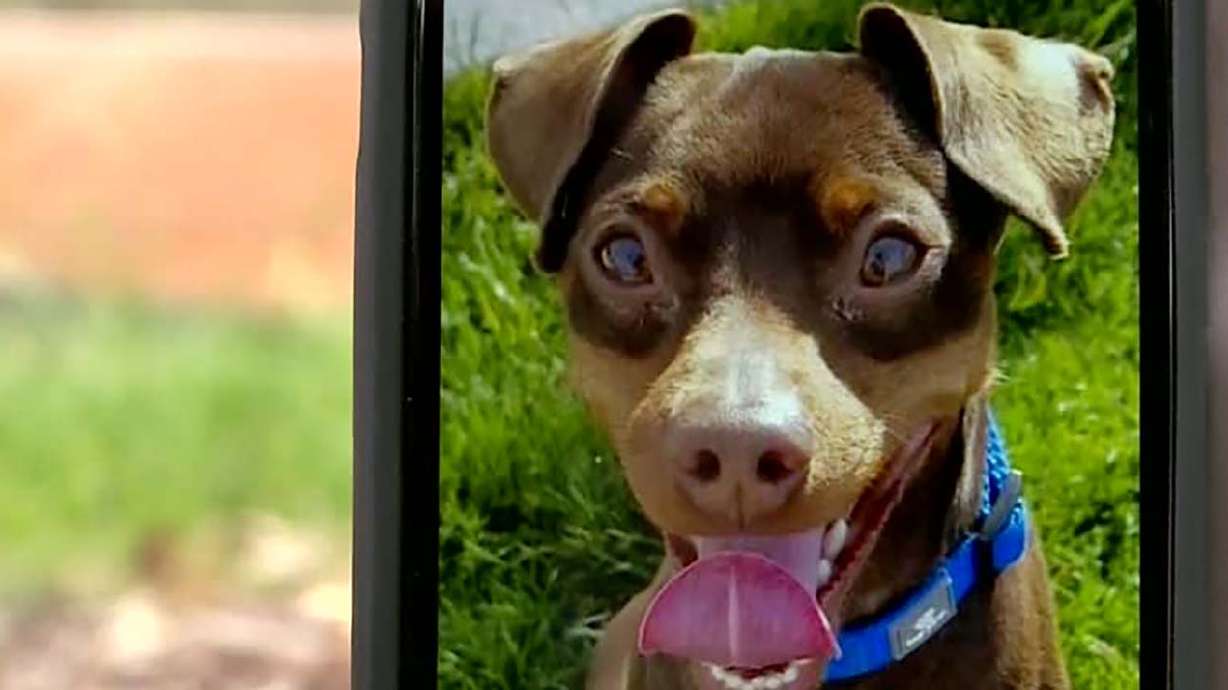 Humane Society offering $5K reward in killing of Eagle Mountain family's dog