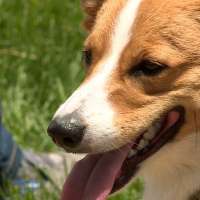 Utah woman celebrates her birthday with Corgi parade worthy of a queen