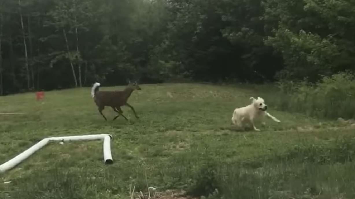 Have You Seen This? Video proof the animal kingdom is conspiring against humans