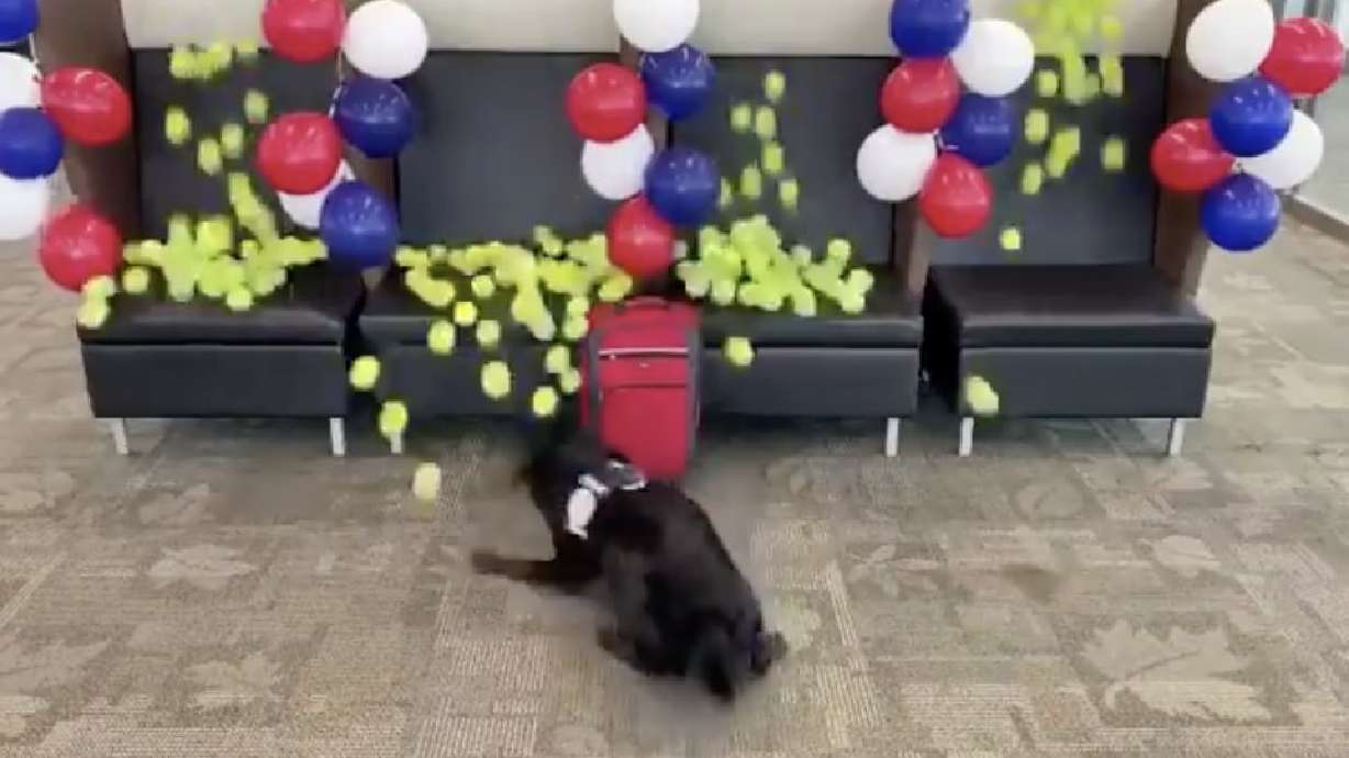 Have You Seen This? Bomb-sniffing dog gets the ultimate 'good boy'