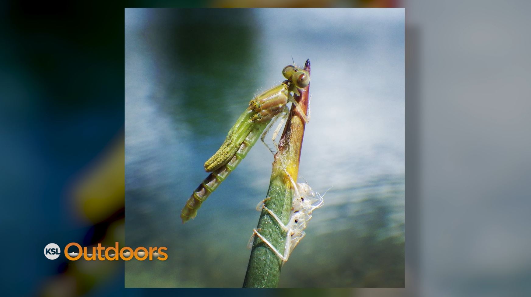 Fish Tech Fishing Tip: How to Fly Fish Lakes in Summer