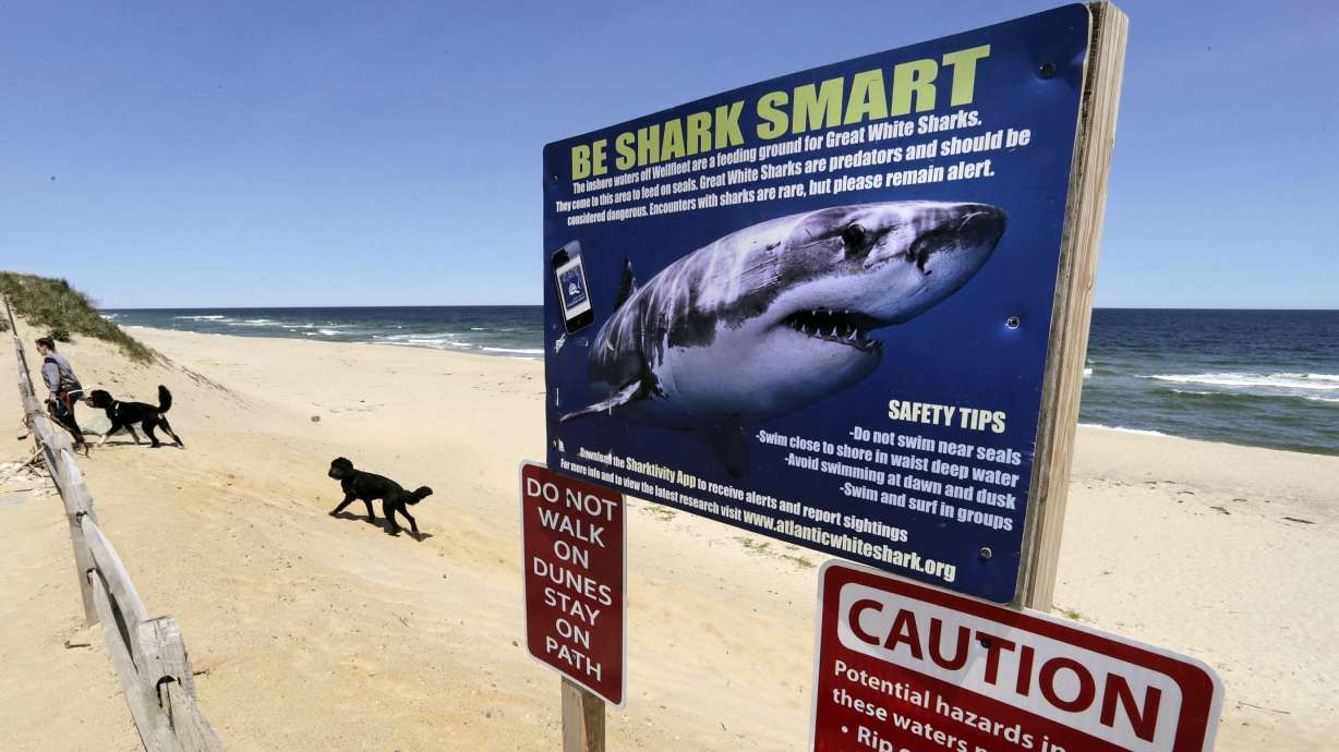 Cape Cod officials warn of white sharks ahead of July Fourth