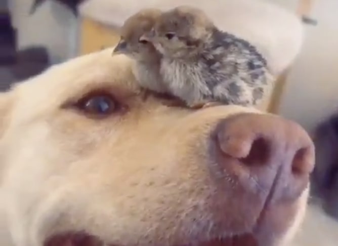 Have You Seen This? World's best good boy adopts world's most adorable tiny birds