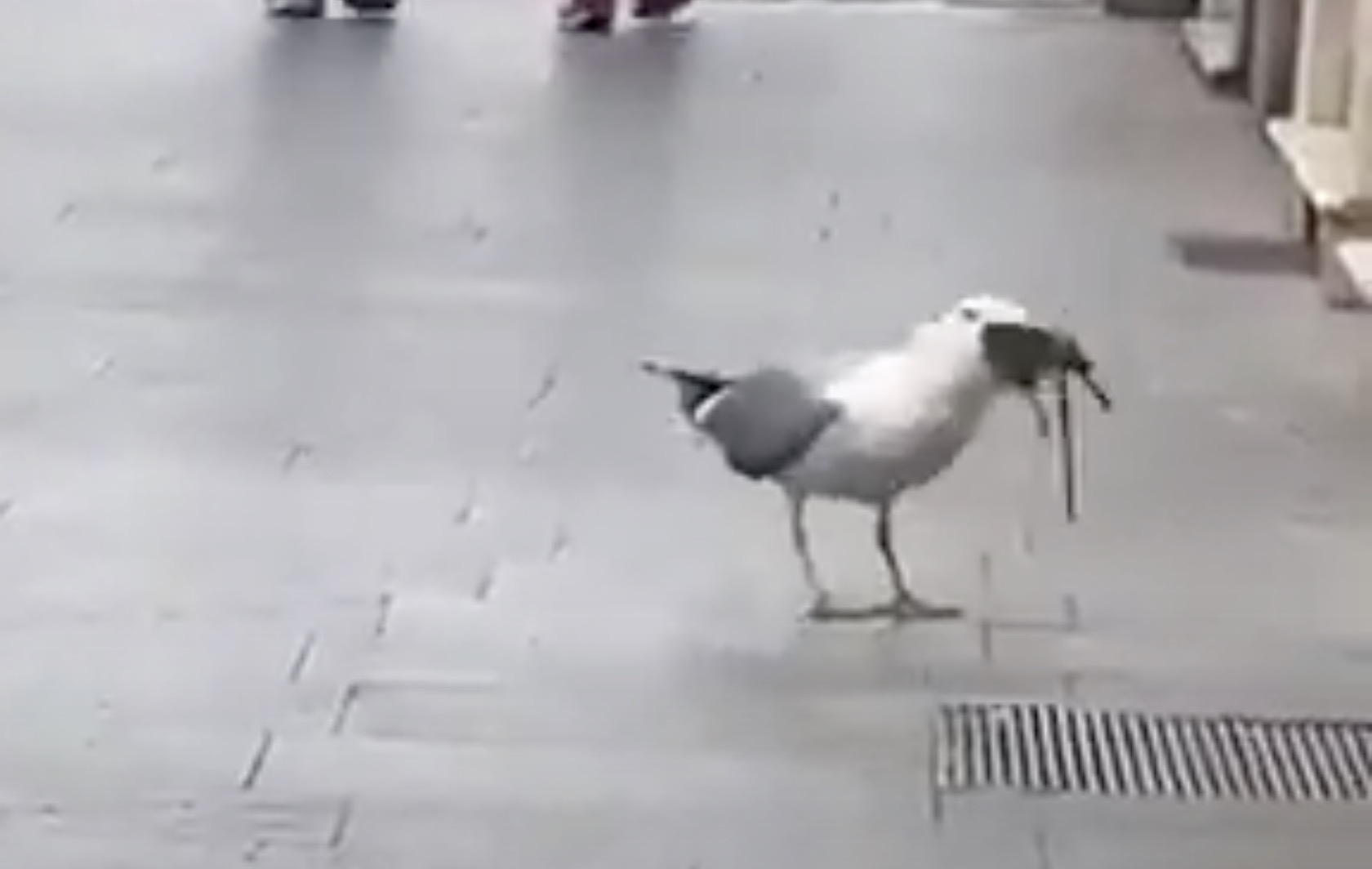 Have You Seen This? Seagull eats rat whole in the streets of Rome