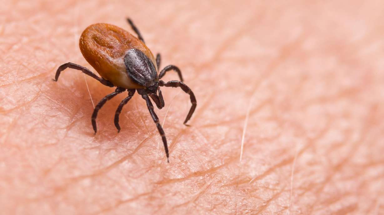Why tick season could be worse in the summer of COVID-19