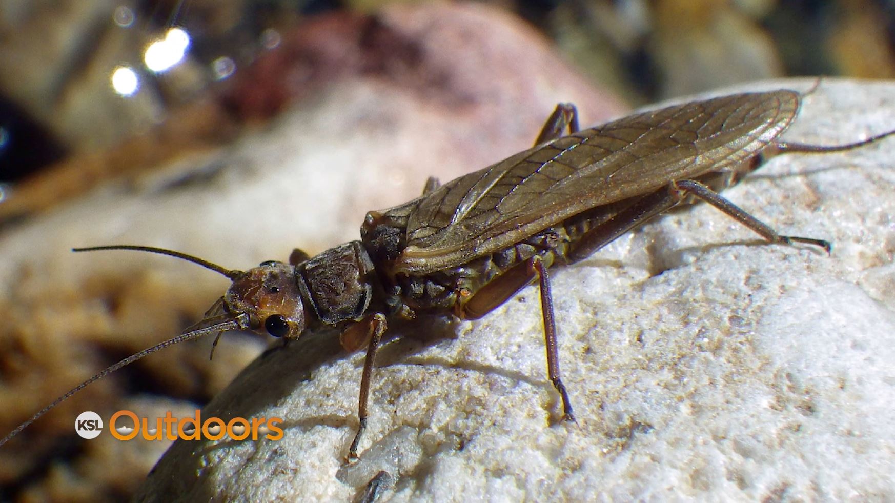 Fish Tech Fishing Tip: Fly Fishing with Big Bug Patterns