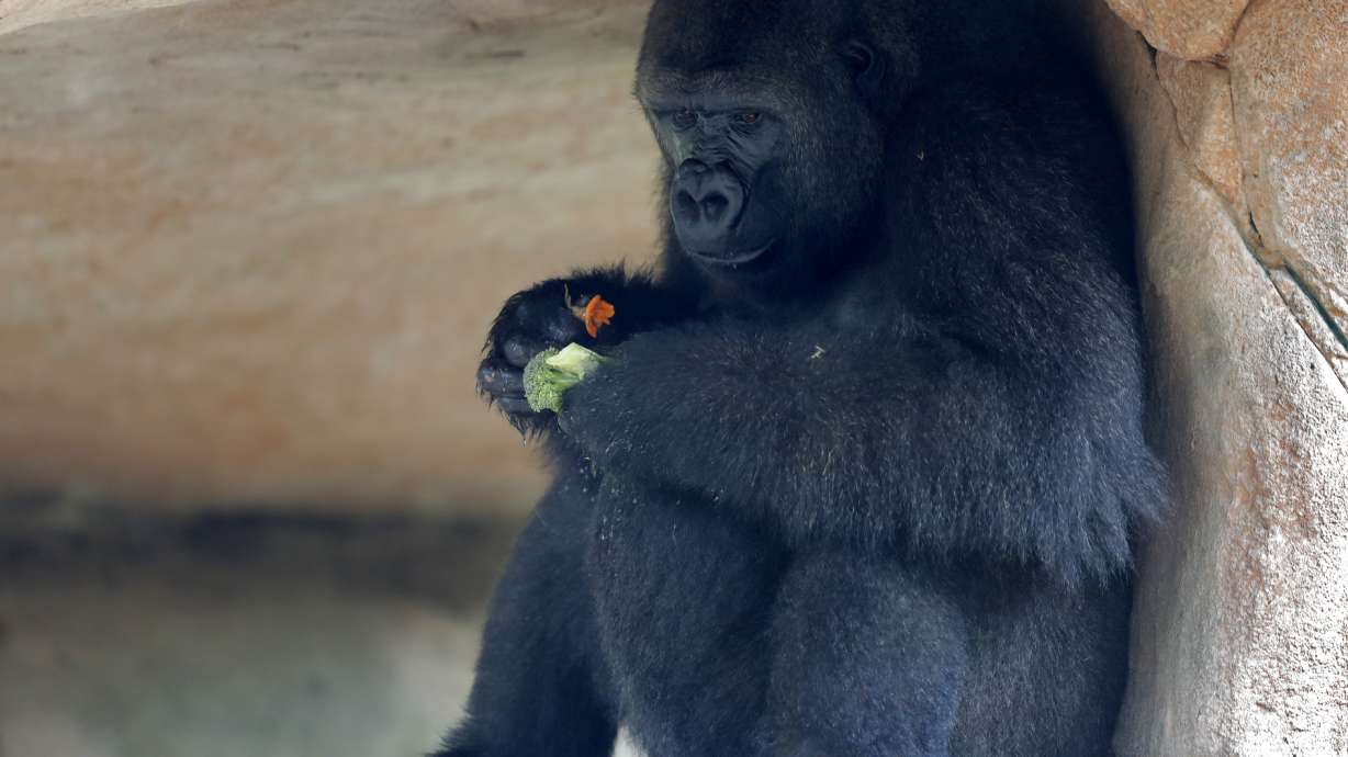Endangered gorilla in New Orleans expecting 1st baby