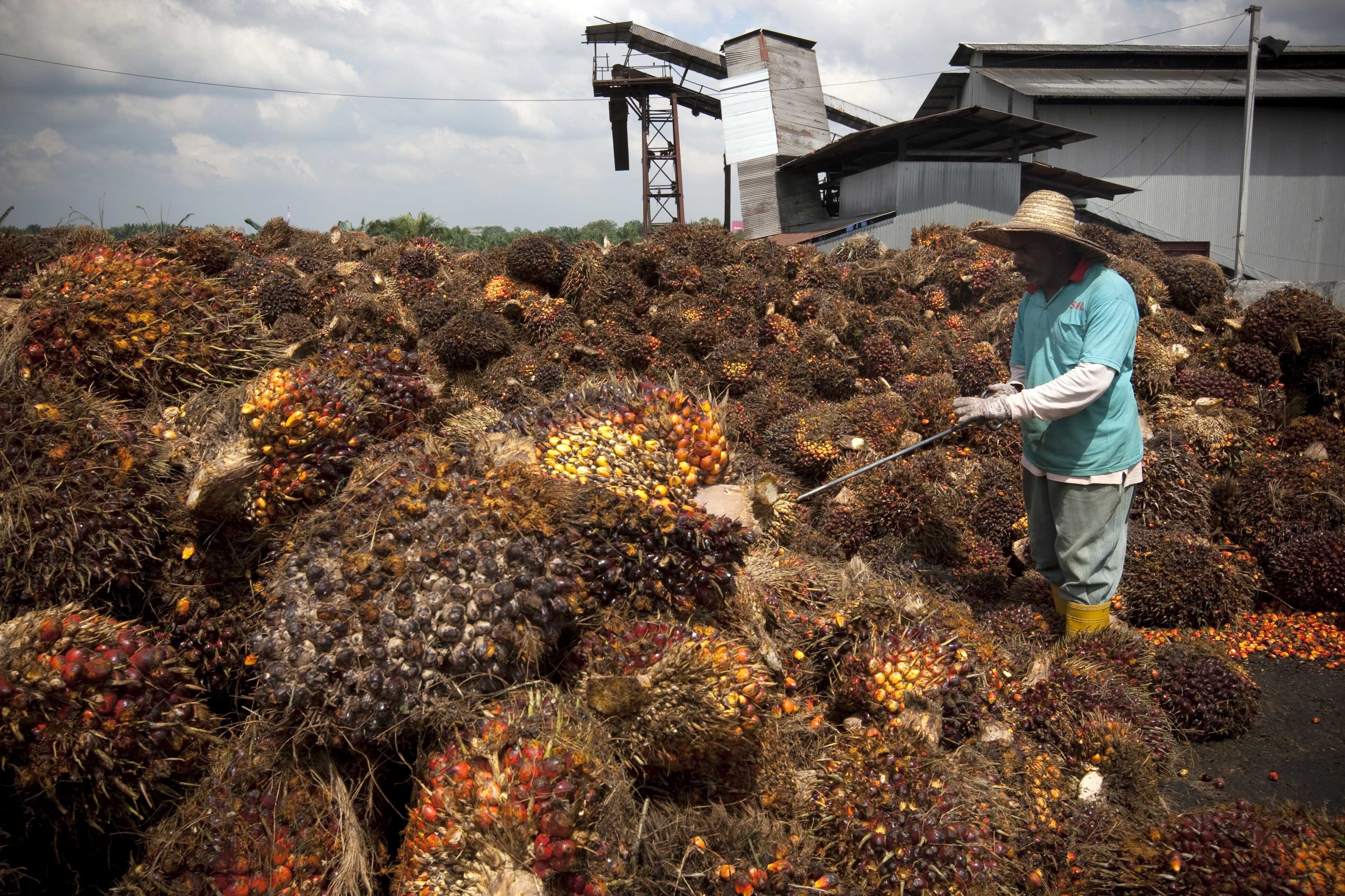 Malaysian palm oil giant hit with forced labor allegations