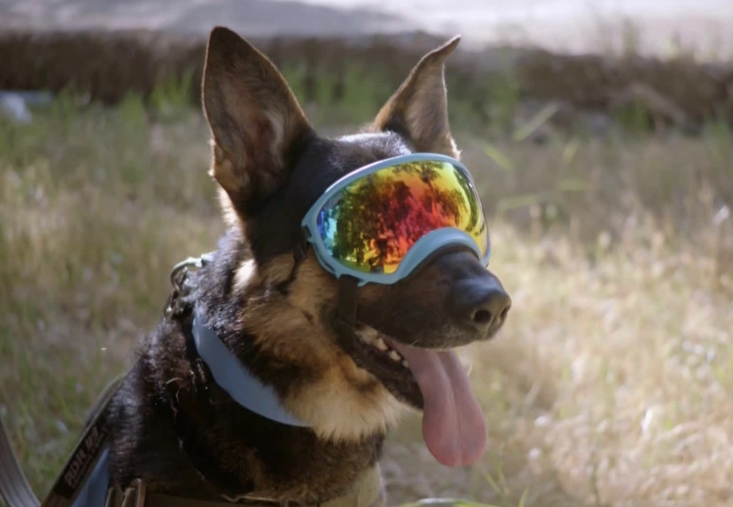 Davis County Sheriff’s K-9 Rony, 'America's Top Dog' competitor, dies