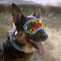 Davis County Sheriff’s K-9 Rony, 'America's Top Dog' competitor, dies