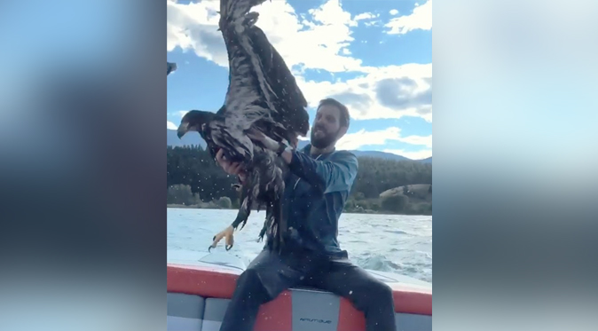 Have You Seen This? Guy saves baby eagle from middle of the lake