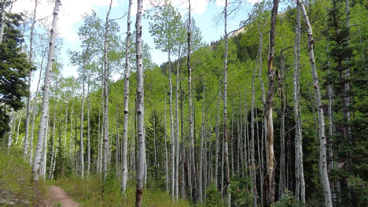 STOP What To Do When Lost In The Woods KSL Stop what to do when lost in the woods ksl