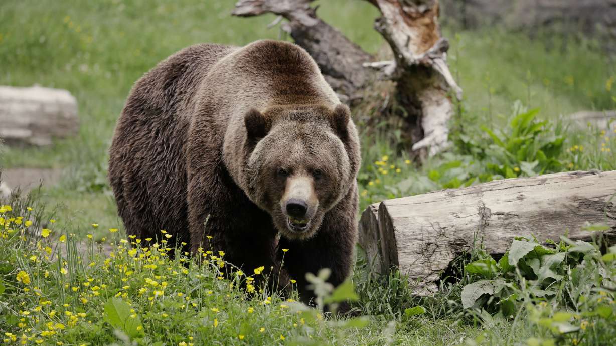 Conservation groups upset by North Cascades grizzly decision