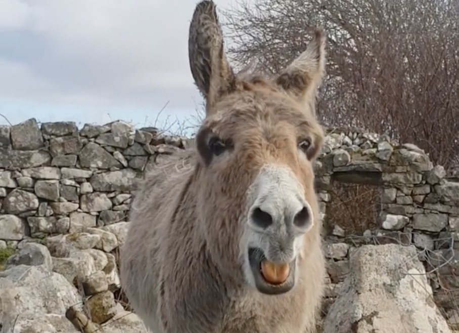 Have You Seen This? This donkey could sing at your wedding