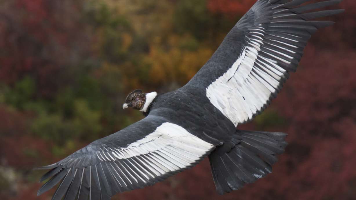 Fly without flapping? Andean condors surf air 99% of time