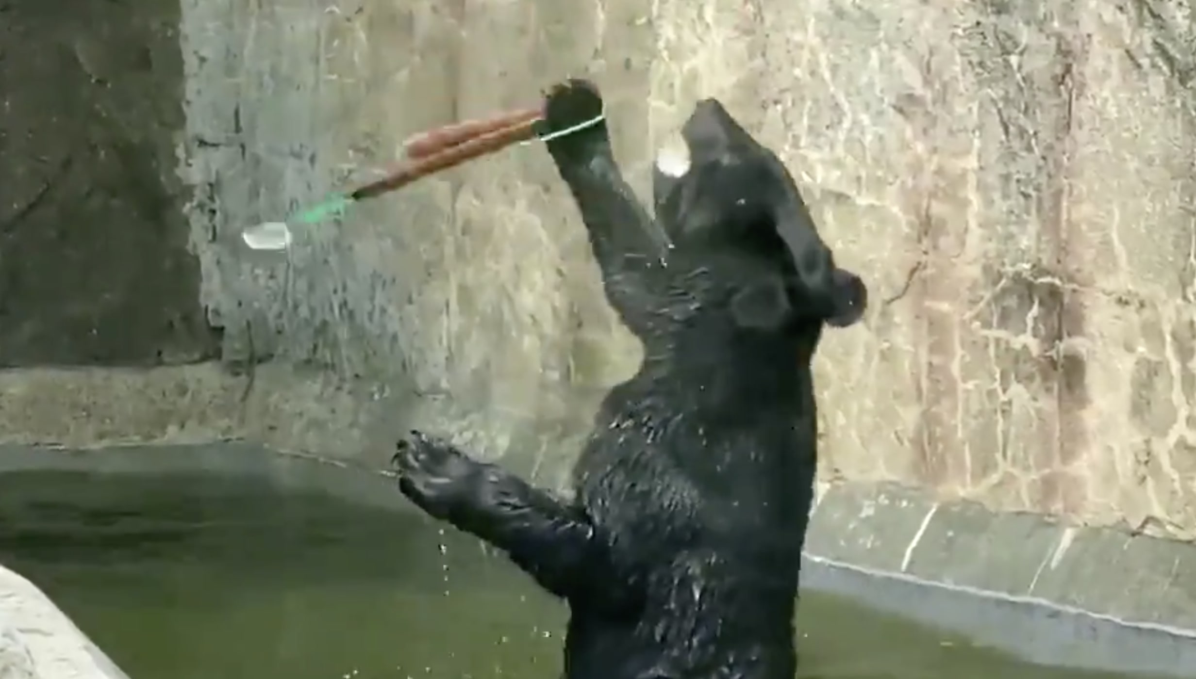 Have You Seen This? Ninja bear is ready for the bearpocalypse. Are you?