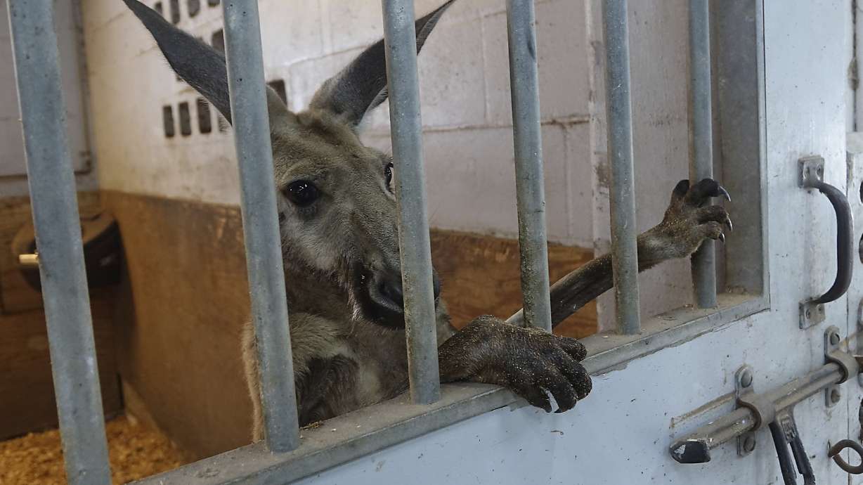 Police capture kangaroo hopping through Fort Lauderdale