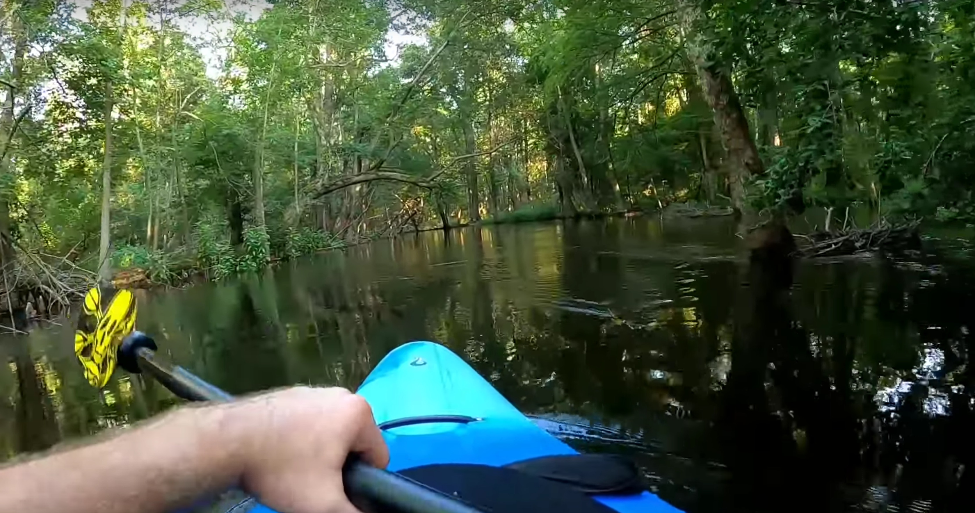 Have You Seen This? Gator sneak attacks kayaker — and it's terrifying
