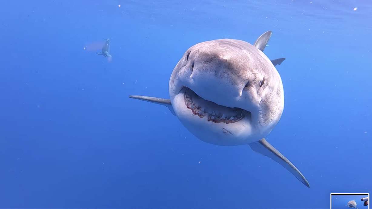 Have You Seen This? Guy redirects huge great white shark with his hand