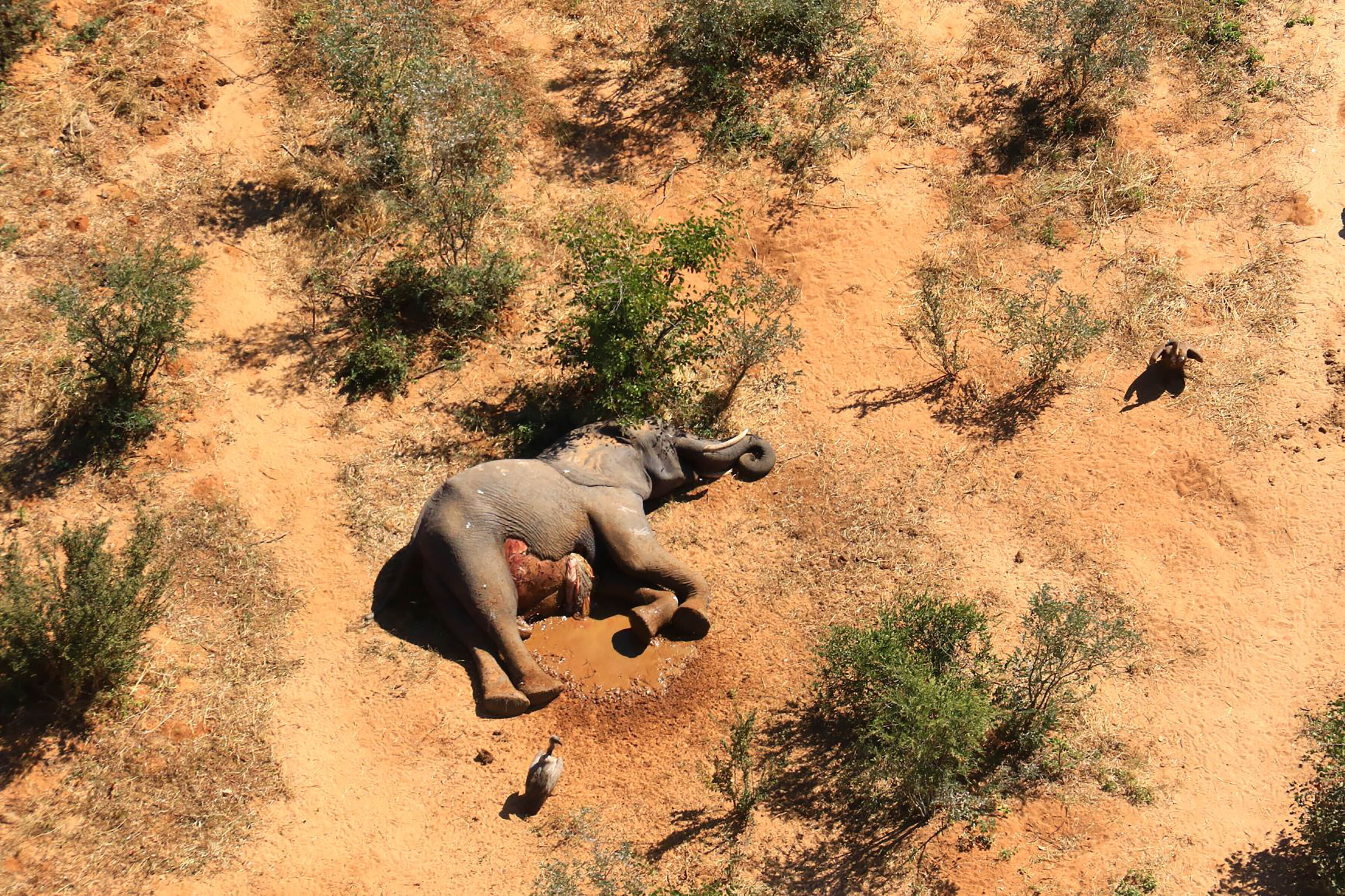What killed hundreds of elephants in Botswana? Still unknown