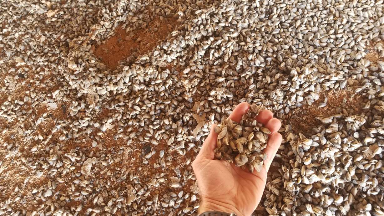 Quagga mussels removed from a house boat in Lake Powell on May 2020.