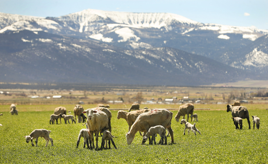 Ewes and their lambs graze at the Skyline Sheep Co. in Mt. Pleasant, Sanpete County, on Friday April 10, 2020. The coronavirus is hurting sheep ranchers, not physically, but financially.