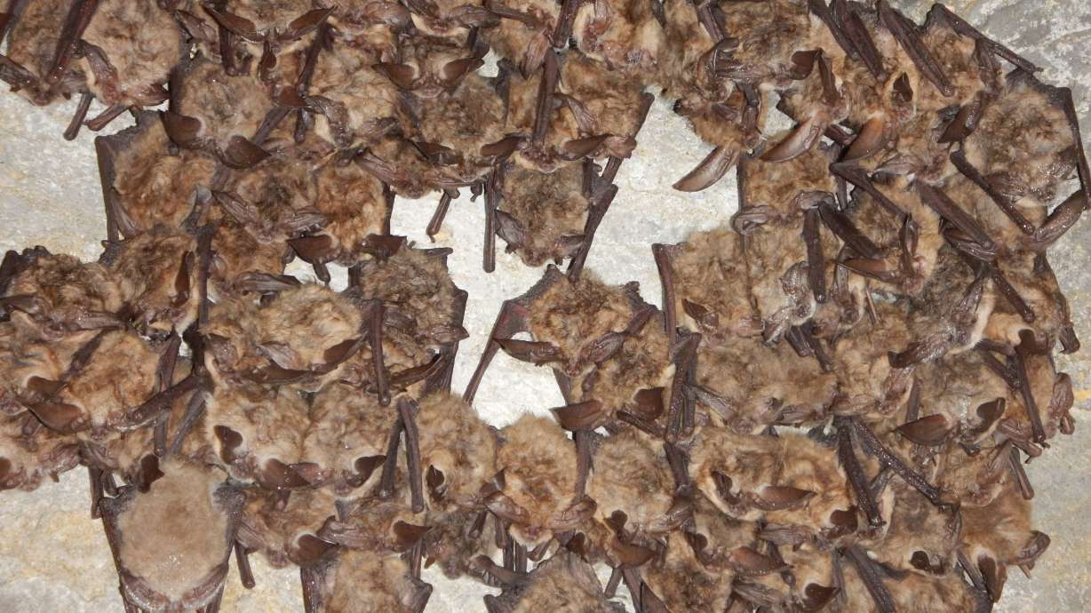 Bat colony in cave