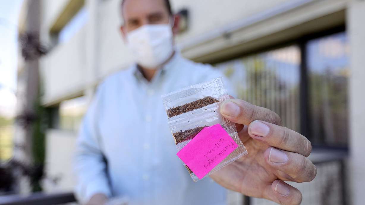 Logan Wilde, commissioner of the Department of Agriculture and Food, poses for a photo with seeds that Utah residents received in unsolicited packages in the mail outside of the Utah Department of Agriculture in Salt Lake City on Tuesday, July 28, 2020. Any unsolicited seeds should be turned over to the UDAF’s Plant Industry Division for analysis and destruction.
