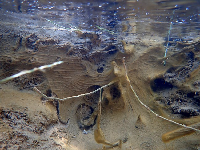 Cyanobacteria colonies like this will grow on rocks, sticks, and sand. Note the ribbed texture.