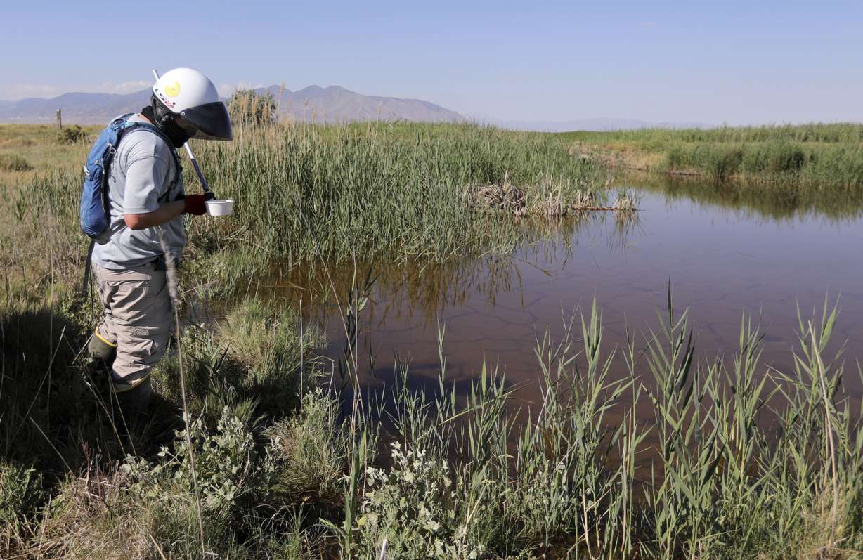 Todd Haskew, Salt Lake City Mosquito Abatement District vector control technician, collects a water sample from a mosquito source, looking for mosquito larvae, in Salt Lake City on Thursday, July 23, 2020.