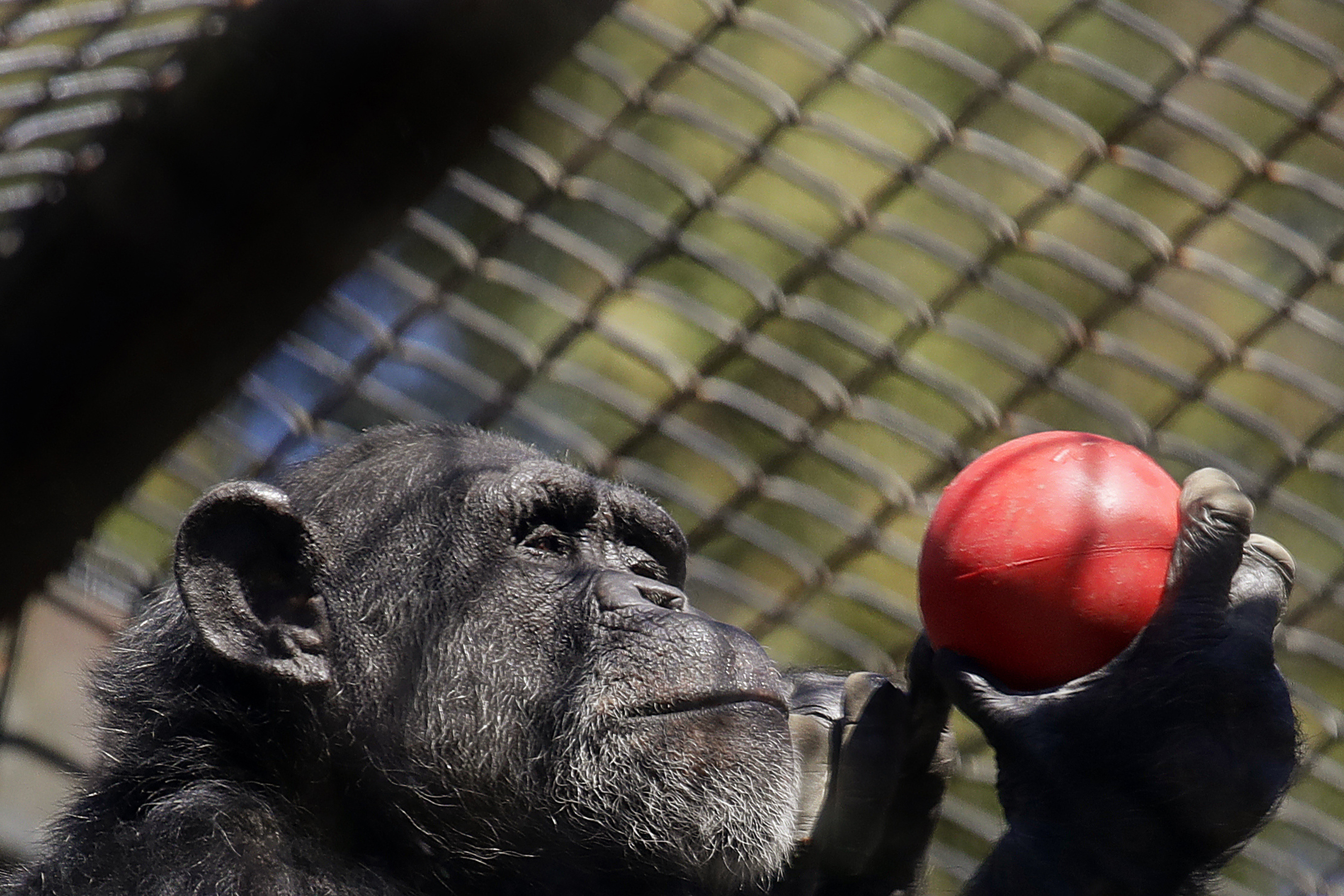 Financially struggling zoos could be latest pandemic victims