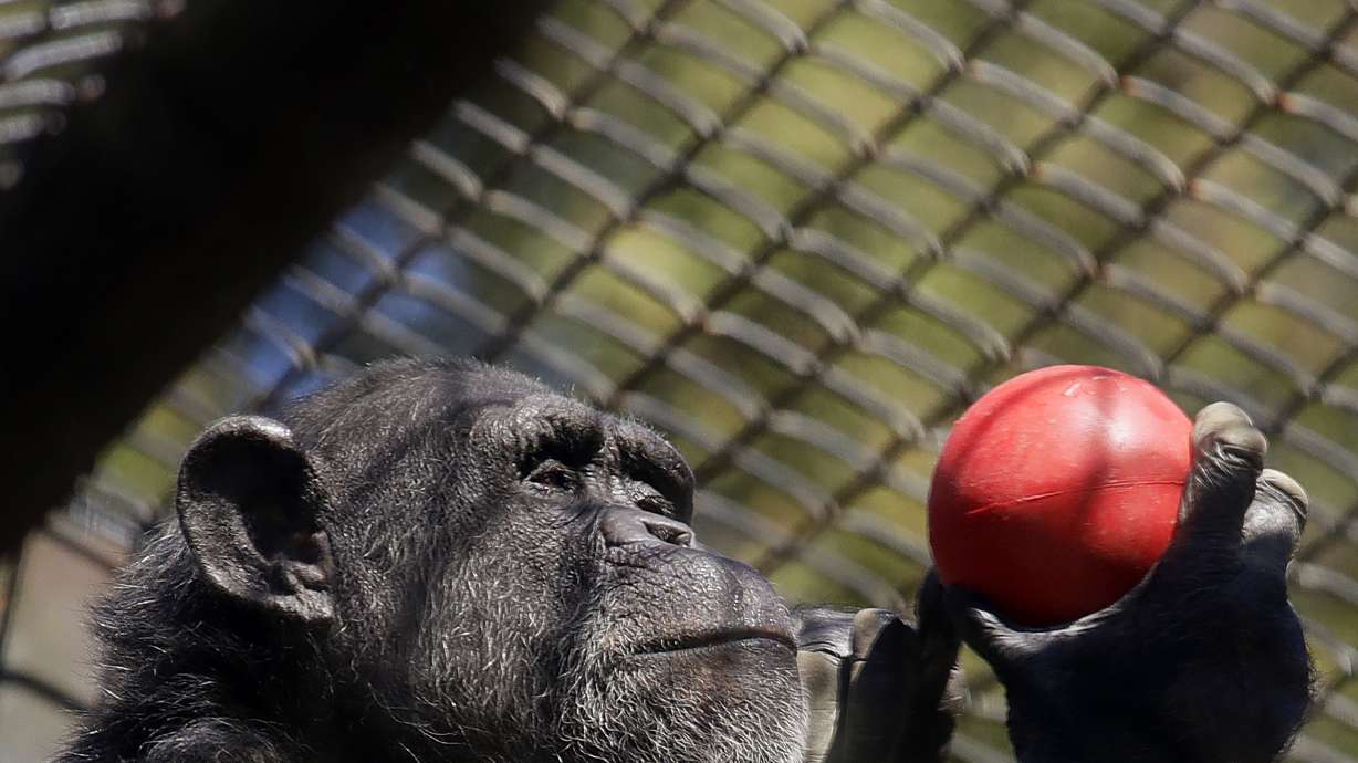 Financially struggling zoos could be latest pandemic victims