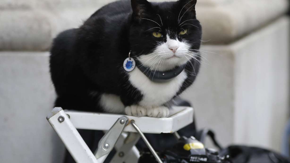'Chief mouser' Palmerston retires as UK's top diplomatic cat
