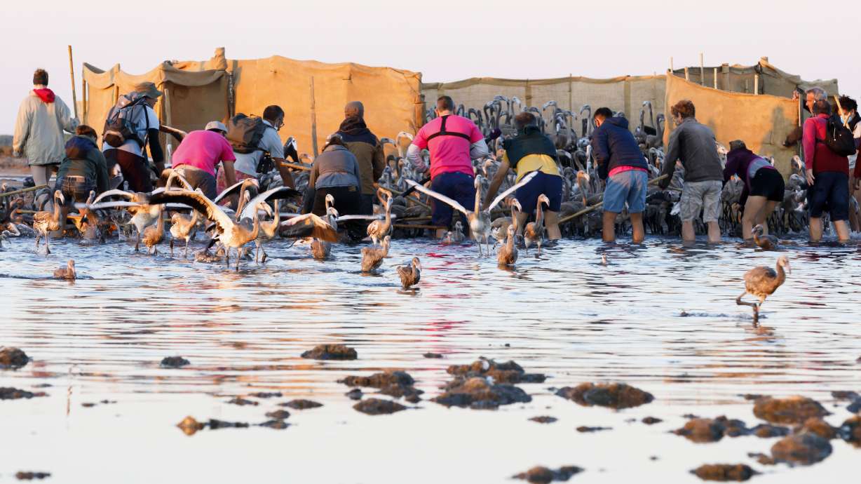 Eye candy: More than 50,000 pink flamingos mass in France