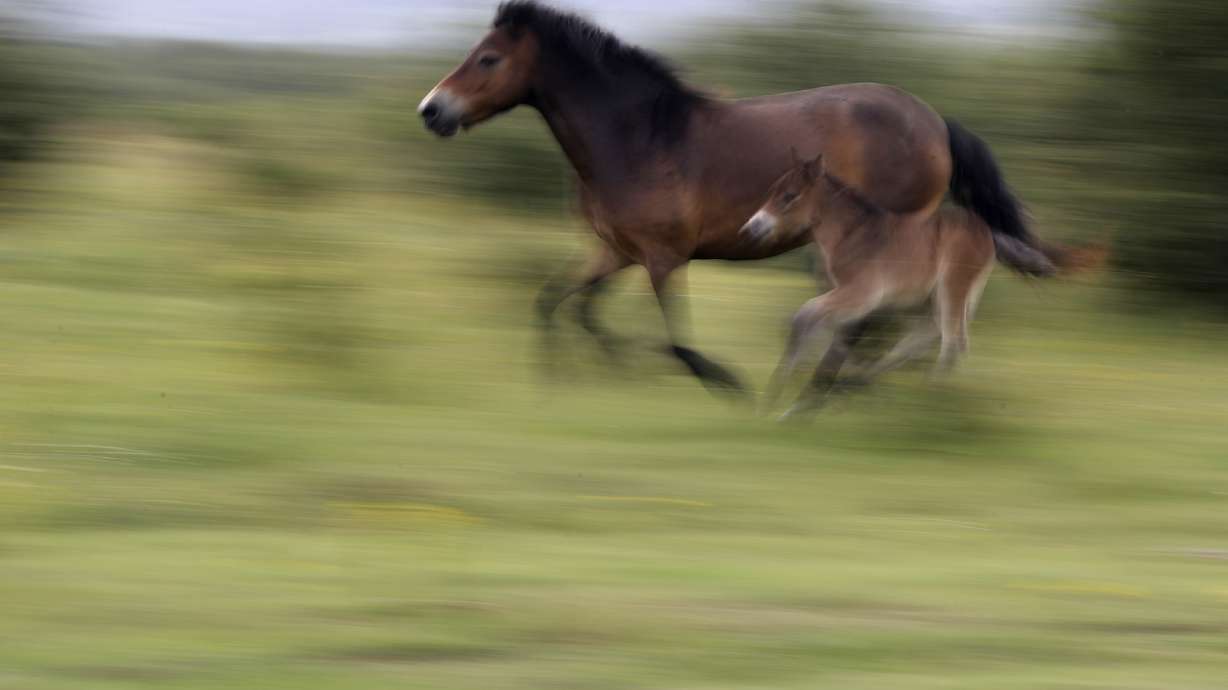 Bison, other beasts return life to a former Soviet army base